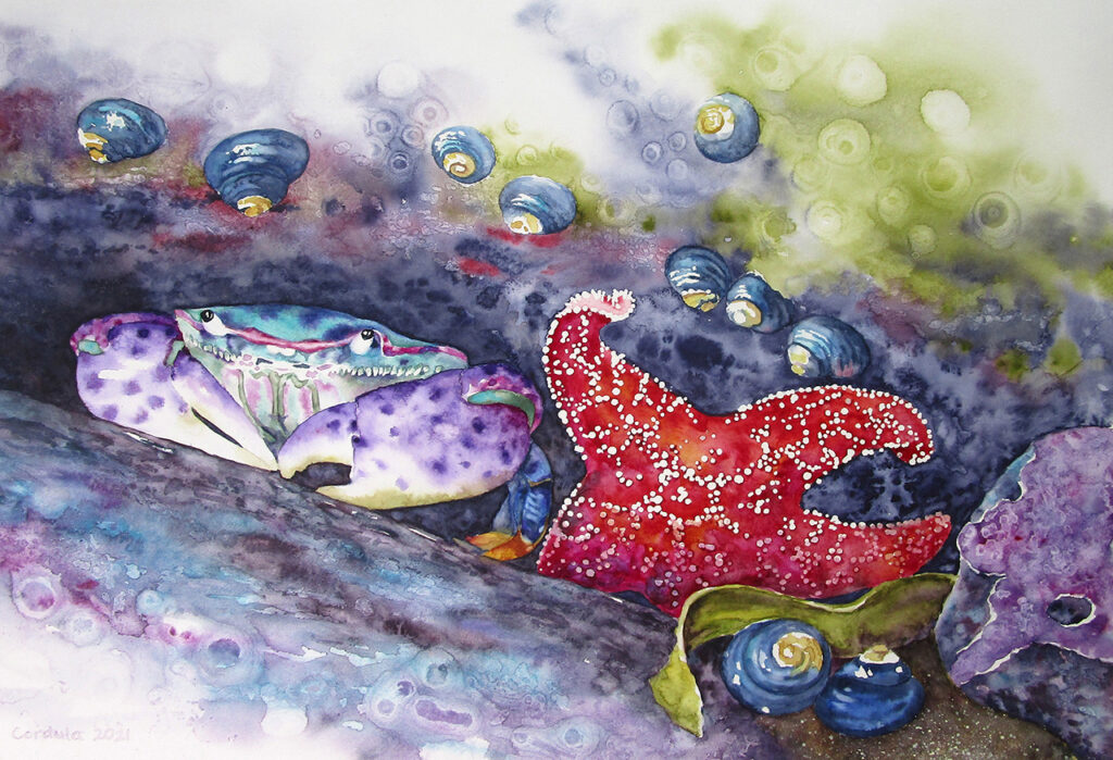 Cordi Sogge Crab and Starfish
