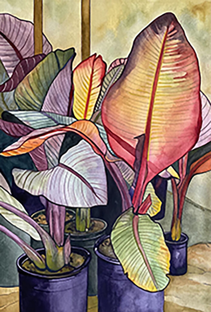 Kristi Warren summer color