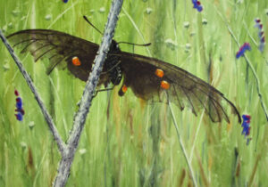 Swallowtail Butterfly